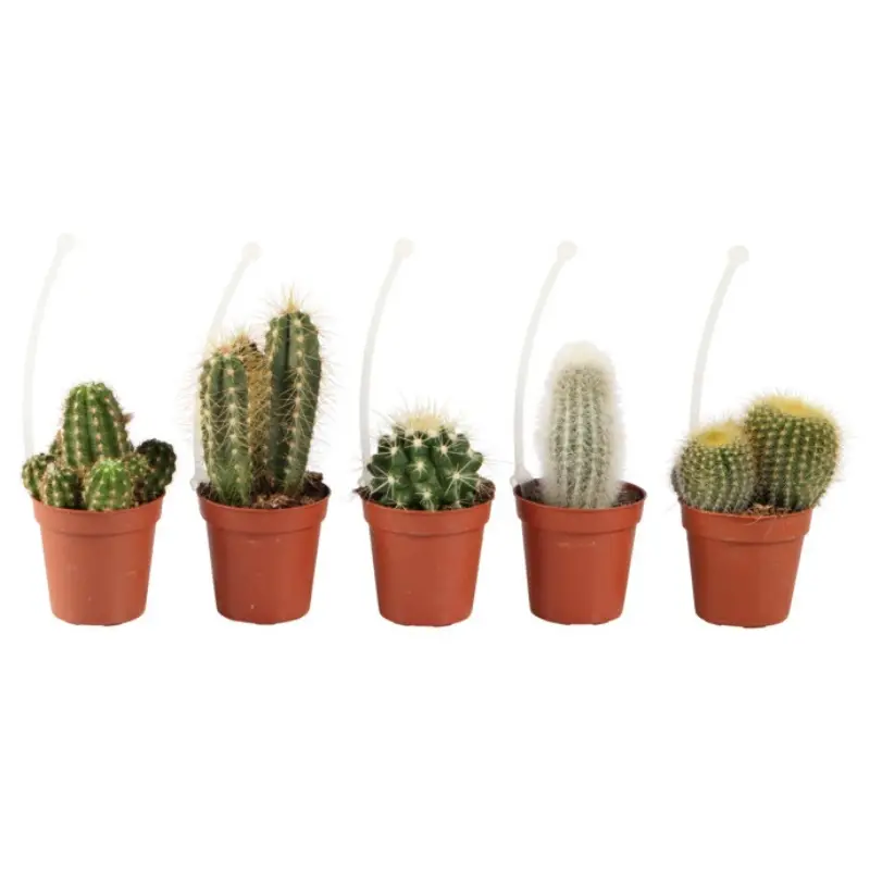 Kaktus, Kaktus Cactaceae Mix, Ø5,5 cm | Hurtig afsendelse
