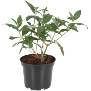 Kampagnetilbud - Sommerfuglebusk, Buddleja, Ø19 cm