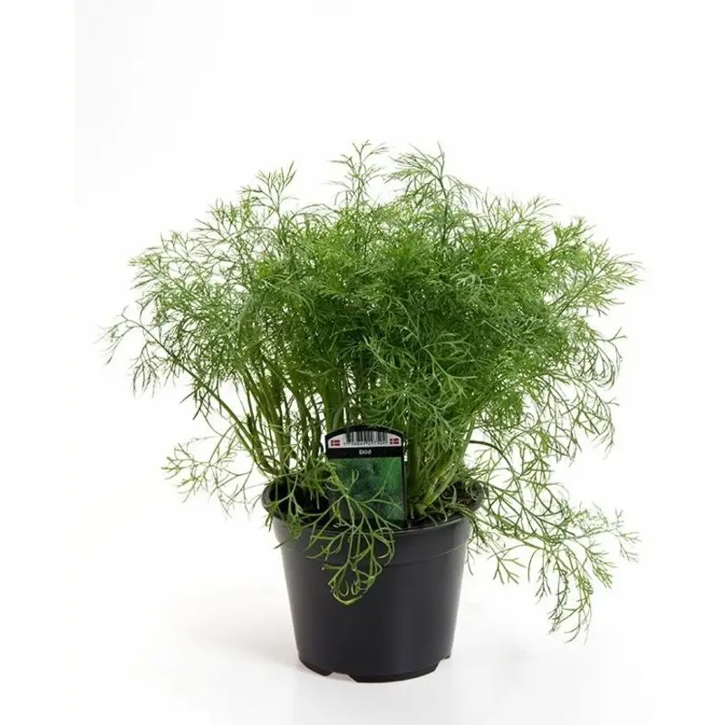 Dansk dild, Ø14 cm - Nytilføjet