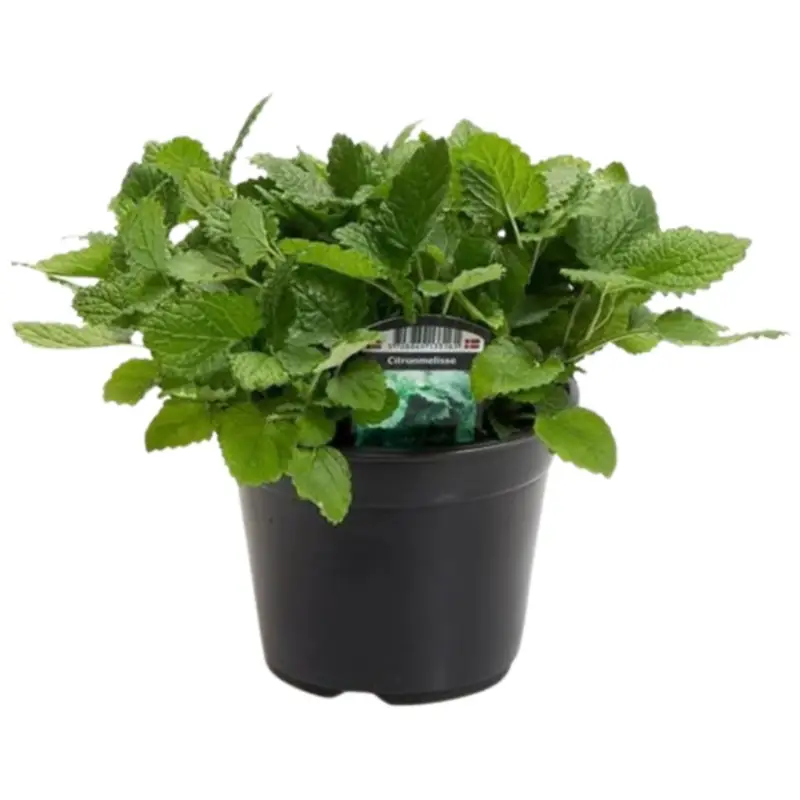 Kundernes favorit - Citronmelisse, Ø14 cm