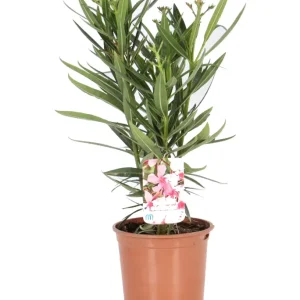 Nedsat pris - Nerie, Nerium Oleander, Ø15 cm