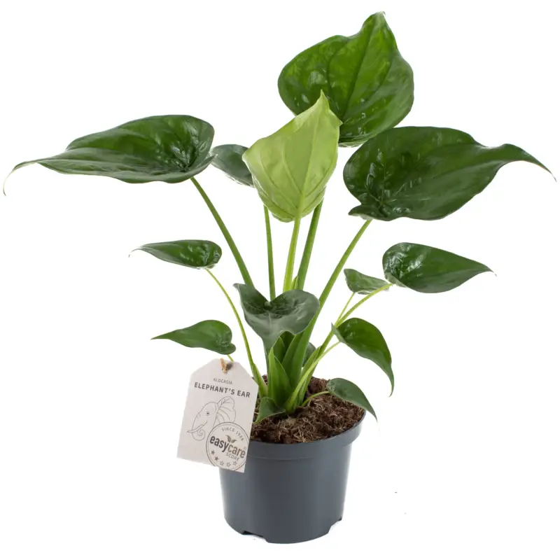 Favorit blandt kunder | Elefantøre, Alocasia cucullata, Ø17 cm