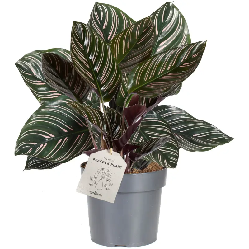 Spar nu - Fiskebensplante, Calathea ornata sanderiana, Ø17 cm