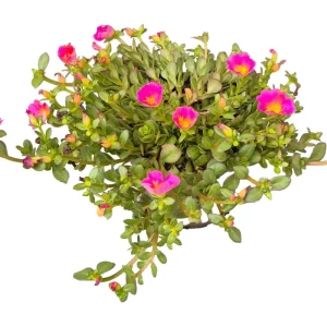 Portulak, Portulaca Umbraticola, Ø12 cm | Rabat